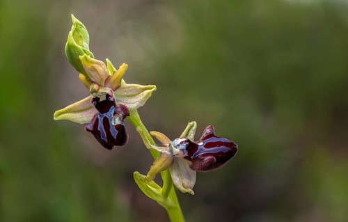 Black Ophrys, Granelli, Italy, Ophrys Atrata, Ophrys Incubacea, Orchidaceae, Orchids, Orchid