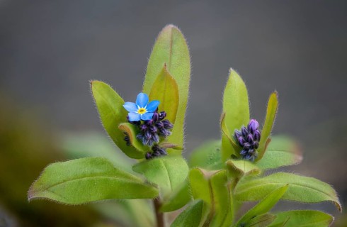 Field Forget-Me-Not, Boraginaceae, Myosotis Arvensis, Roughleaf Family, Forget-Me-Not, Field