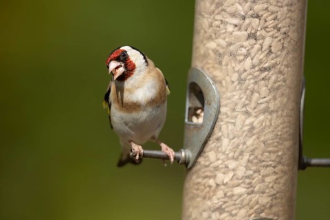 European goldfinch (Carduelis carduelis) adult garden bird eating sunflower hearts from a seed