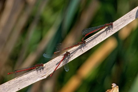 Adonis dragonfly, early Adonis dragonfly, large red damselfly, pyrrhosoma nymphula, aggregation,