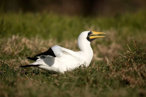Masked Booby (Sula dactylatra tasmani) perched on the ground, Norfolk Island