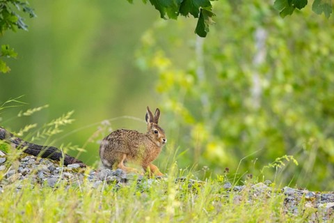 European hare (Lepus europaeus), juvenile, Germany