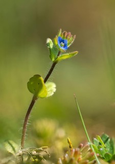 Field Prize, Plantaginaceae, Veronica Arvensis, Plantain, Common Speedwell, Corn Speedwell, Field