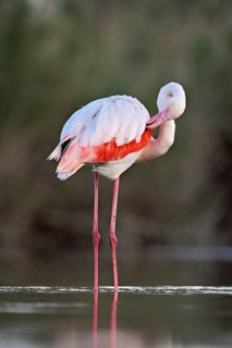Pink flamingo (Phoenicopterus roseus), standing in the water preening its plumage, Camargue