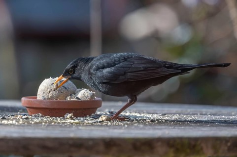 Male blackbird (Turdus) at the feeding place, Bavaria, Germany