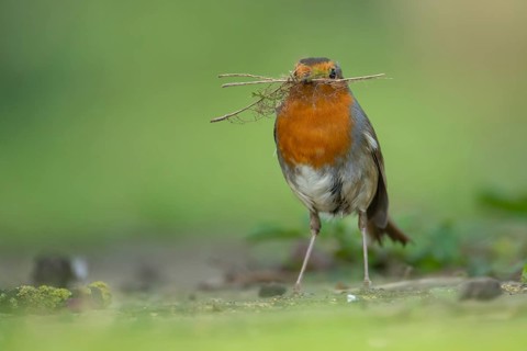 European robin (Erithacus rubecula) adult garden bird with nesting material in its beak in spring,