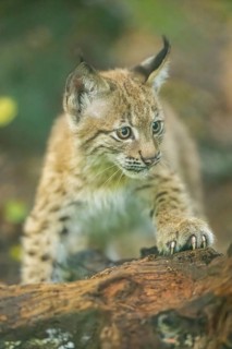 Eurasian lynx (Lynx lynx) youngster (cub) sharpens its claws on an old rotten tree trunk in a