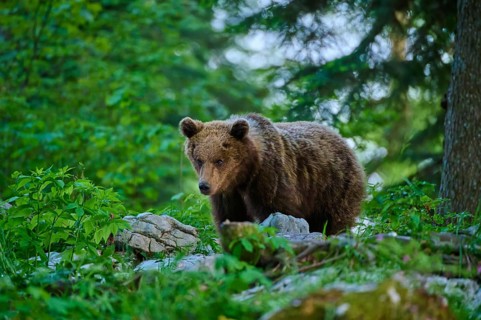 A bear moves cautiously through the dense forest vegetation: a European brown bear (Ursus arctos),