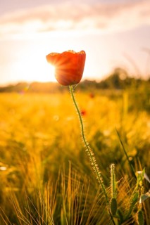 Red poppy in a golden yellow field at sunset, Gechingen, Hecken and Gäu region, Landreis Calw,