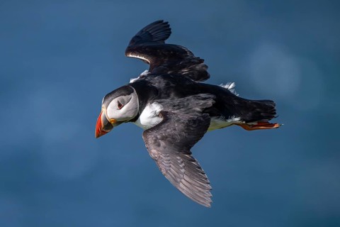 Puffin (Fratercula arctica), in flight, Hermaness National Nature Reserve, Unst, Shetland Islands,