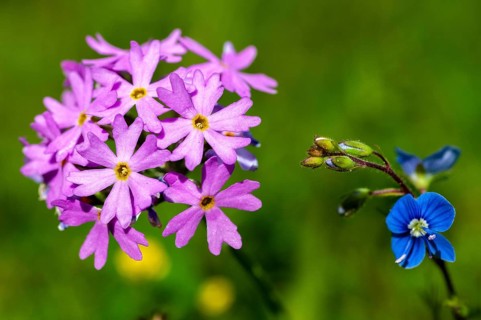 Honorary prize, female bite, gamander honor prize, cat's eye, flour primrose, cornflower, loyal to