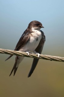 Delichon urbica, house martin, house martins, birds, plumage care, adolescent, high size, portrait,