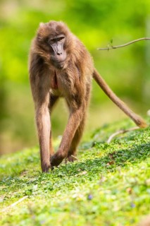 Gelada (Theropithecus gelada) female walking over a meadow, captive, distribution africa