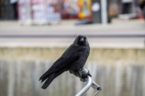 A jackdaw (Corvus monedula) perched on a bicycle handlebar, Friesland province, Netherlands