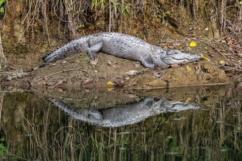 Swamp crocodile, mugger (Crocodylus palustris) on a riverbank, reflection in the water, Rapti