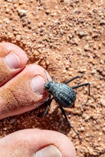 Fog drinking beetle (Onymacris unguicularis) bites person in the toe, Funny, Toktokkie beetle, in