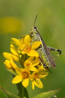 Acrididae, caelifera, grasshoppers, short-feeler scare, locustinae, mecostethus grossus,