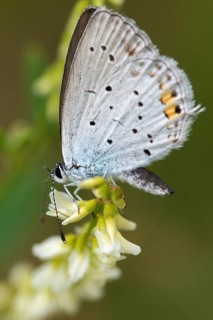 Cupid argiades, short-tailed blue, butterfly, high size, portrait format, insects, butterfly,