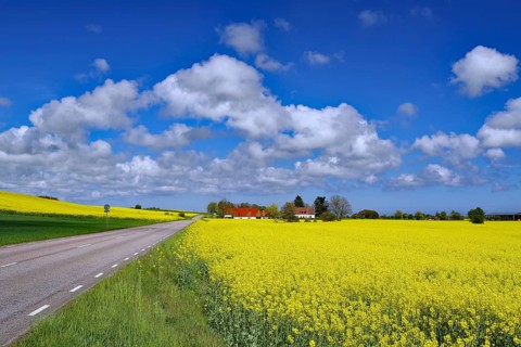 Road along a yellow canola field, blue sky with white clouds, Ystad, Skane, Sydostleden, Sweden