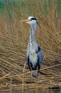 Ardea cinerea, heron, gray heron, adult, birds, ciconiiformes, adult, sexually mature, high size,
