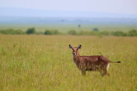 An antelope gazes expectantly out across the vast, green grasslands of the savannah beneath a blue