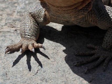 Close-up of the claws of a Gran Canaria giant lizard (Gallotia stehlini), showing their unique
