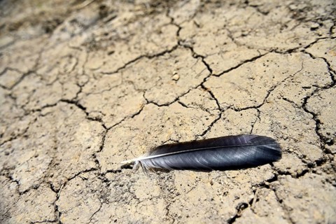 Bird feather on dry soil with cracks, symbolic photo of climate change and effects on wildlife +++