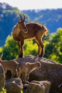 One adult female ibex (Capra ibex) and two of her babies standing on rocks