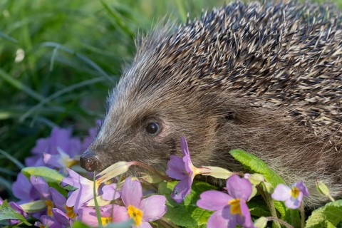 European hedgehog (Erinaceus europaeus) adult mammal on a flowering primrose garden flower in the