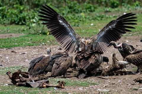 Vulture, slender-billed vulture (Gyps tenuirostris), Chitwan National Park, Terai, Nepal