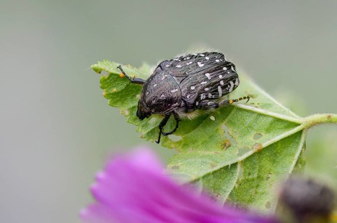 Leaf horn beetle, oxythyrea funesta, rose beetle, scarabaeidae, weeping rose beetle, white spotted