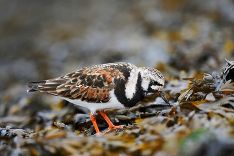 Turnstone (Arenaria interpres) foraging, North Holland, Netherlands