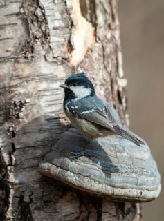 Coal tit, parus ater, periparus ater, pine tit, birds, high size, portrait format, tits, passeri,