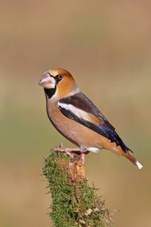 Hawfinch (Coccothraustes coccothraustes), male, perched on a moss-covered branch, Wilnsdorf, North