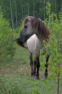 Equus Caballus sspec., horse, konic, odd-toed ungulates, perissodactyla, domesticated animals, pet,