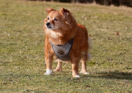 Chihuahua-Spitz crossbreed (Canis lupus familiaris), standing from the front on the meadow, North
