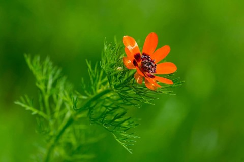 Adonis aestivalis, adonis florets, blood eye, Czech Republic, buttercup family, little devil's eye,