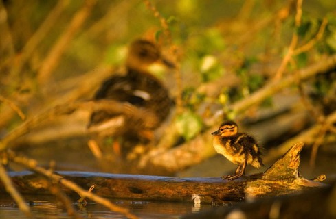 Anas platyrhynchos, dunes, chicks, mallard, mallard, anatidae, birds, ducks, ducks, ducks, leo,