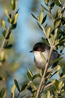 Granelli, Italy, Pantani Cuba and Longarini, velvet warbler, Sardinian warbler, Sylvia