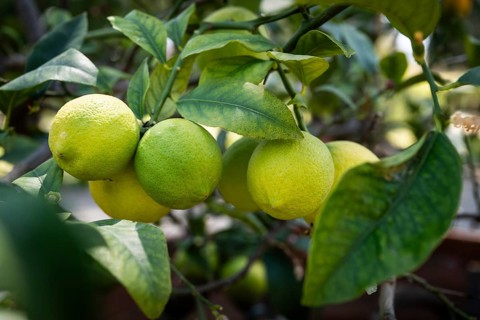 Several lemons hanging on a branch, lemon tree, Villa Poggio a Caiano garden, Poggio a Caiano,