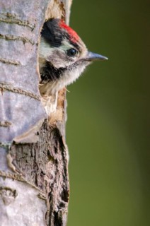 Dendrocopos minor, dryobates minor, small woodpecker, lesser spotted woodpecker, birds, adolescent,