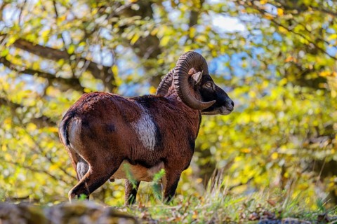A male European mouflon (Ovis aries musimon) stands in a forest, in the background, leaves bathed