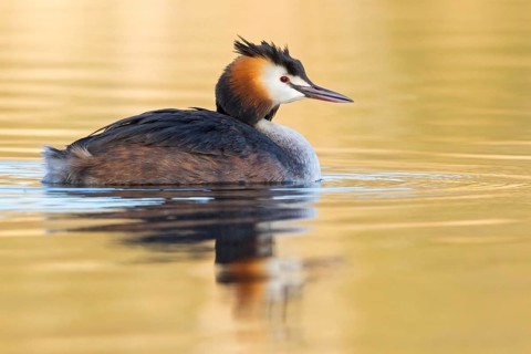A great crested grebe swimming in the water, (Podiceps Scalloped ribbonfish), animals, birds,