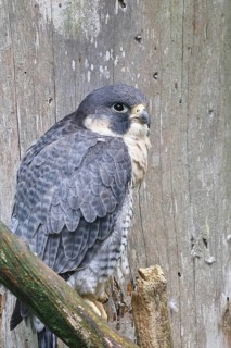 Peregrine falcon (Falco peregrinus), sitting on a branch, captive, Bavaria, Germany