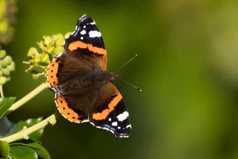 Red admiral butterfly (Vanessa atalanta) adult insect feeding on an Ivy (Hedera helix) flowers in