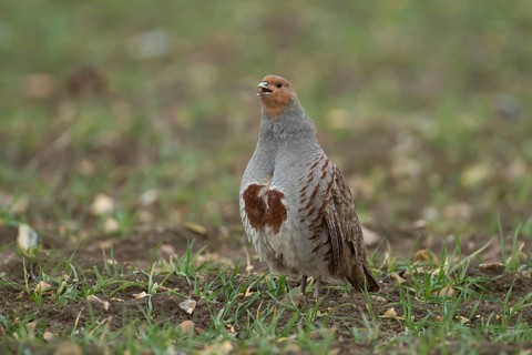 Grey or English or Hungarian partridge (Perdix perdix) adult male game bird calling in a farmland