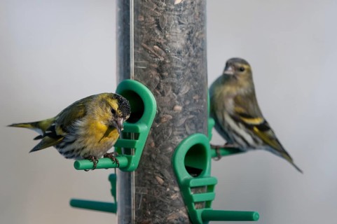 Carduelis spinus, siskin, spinus spinus, siskin, birds, feeding, passeri, songbirds, songbirds,