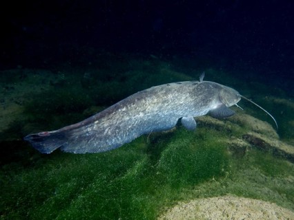 Catfish (Silurus glanis), Waller, swims at night over algae-covered ground in a sandy underwater
