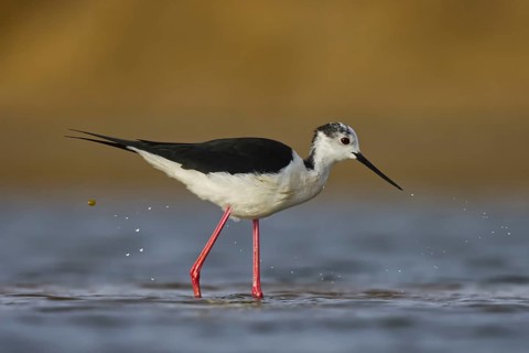 Black-winged Stilt (Himantopus himantopus) male foraging, North Rhine-Westphalia, Germany
