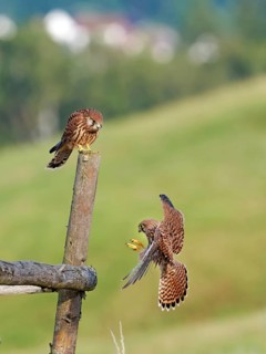 Kestrel (Falco tinnunculus), two young birds, Solms, Hesse, Germany